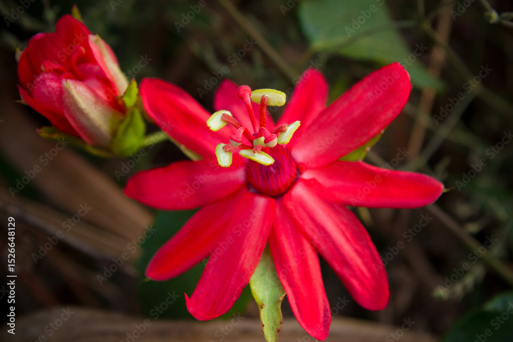 Fototapeta premium illustrations vegetales