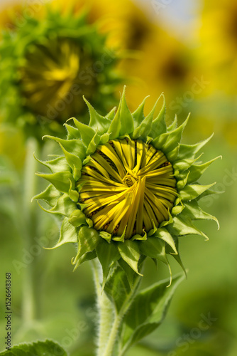 Sunflowers.close up Sunflower field on a clear day.