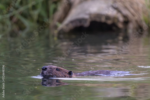 swimming beaver