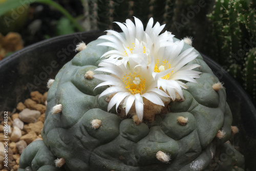 close-up cactus flower, White flower of Lophophola.