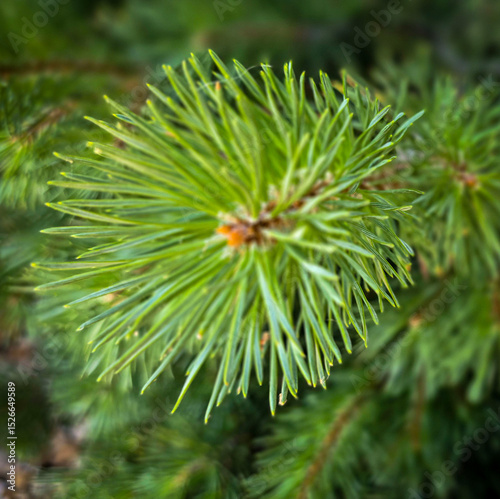 Vibrant Green Pine Branches in Natural Lighting good for multimedia background showcasing their detailed needles