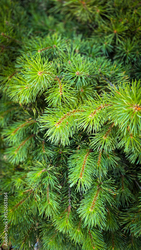 Vibrant Green Pine Branches in Natural Lighting good for multimedia background showcasing their detailed needles