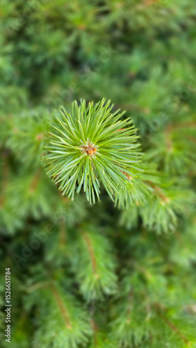 Vibrant Green Pine Branches in Natural Lighting good for multimedia background showcasing their detailed needles