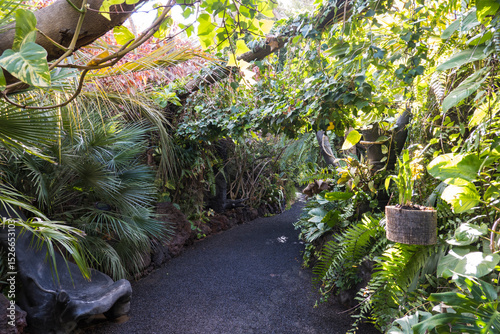 Path through a lush tropical botanical garden on Tenerife Canary Islands with various orchids, ferns and palm trees.