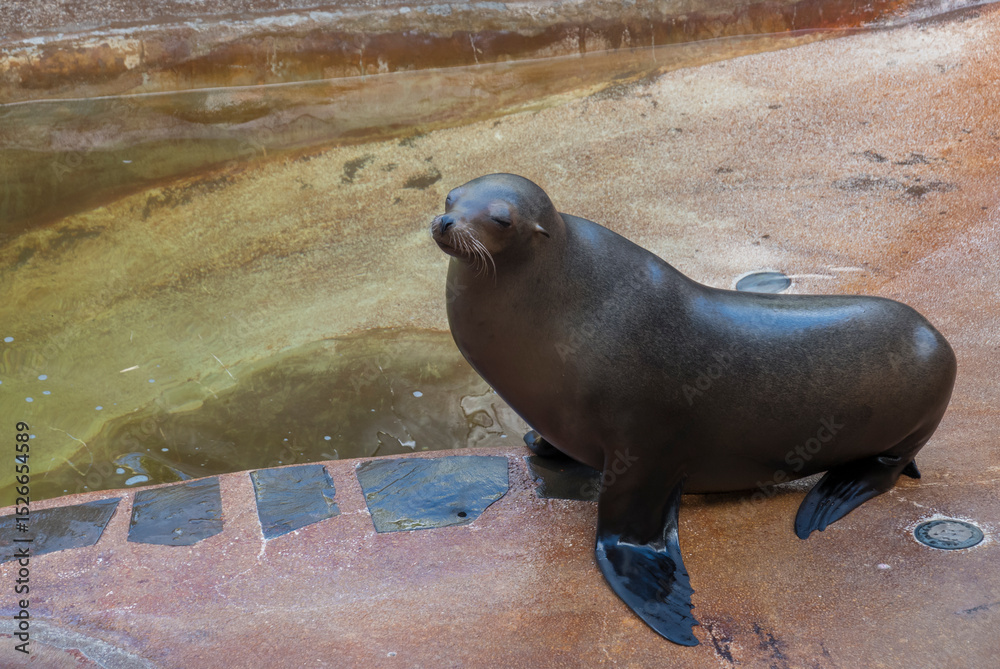 Fototapeta premium Close up pregnant female sea lion out of the water, enjoying the sun after bath