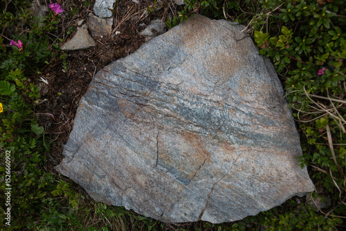 Large stratified stone boulder showing geological formations amid green plants and purple mountain flowers