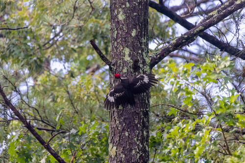 The pileated woodpecker ( Dryocopus pileatus).The bird native to North America.