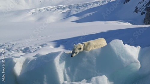 Polar Bear resting in the harsh environment of the Arctic circle, North Pole 