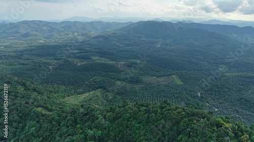 Palm trees in morning mist, soft light and tropical atmosphere.
