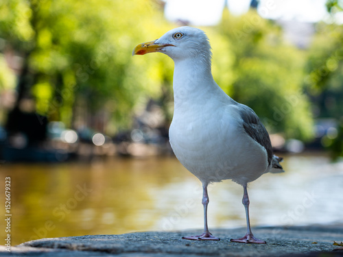 seagull in Amsterdam