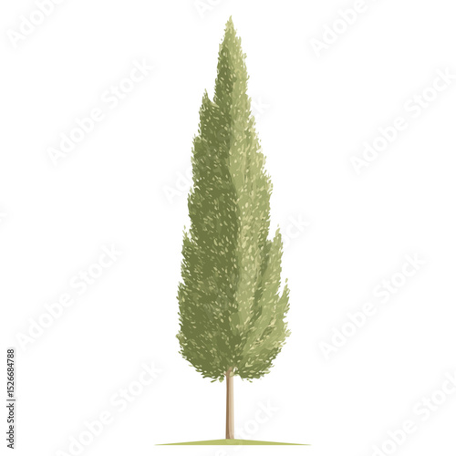 A Poplar Tree illustration vector 2D flat, isolated on a white background.