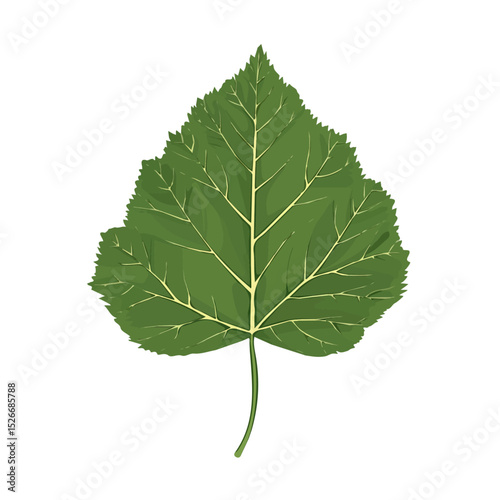 2D flat A Poplar Leaf vector illustration, isolated on a white background.