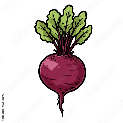 Fresh red beetroot with green leaves isolated on white background  