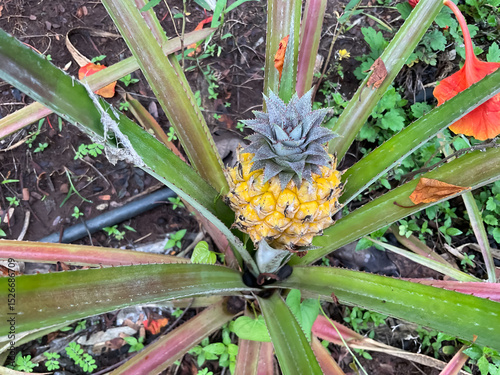 Yellow pineapple fruit growing on plant in agriculture field 