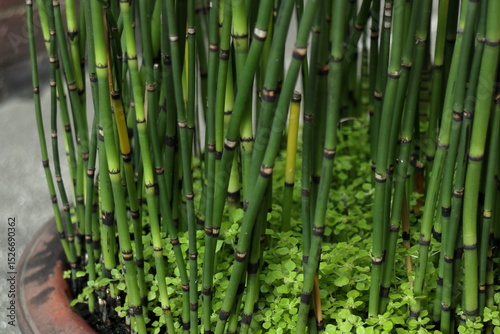 鉢植えのトクサ