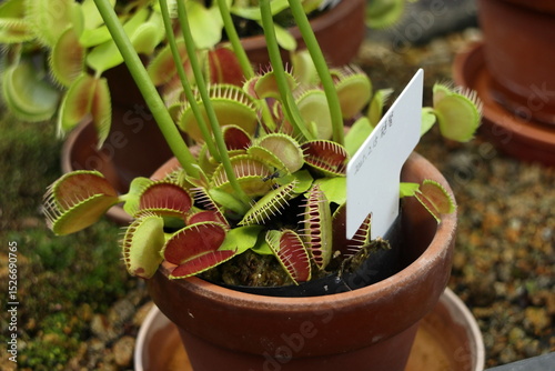 鉢植えのハエトリグサ