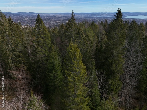 pine trees on the woods
