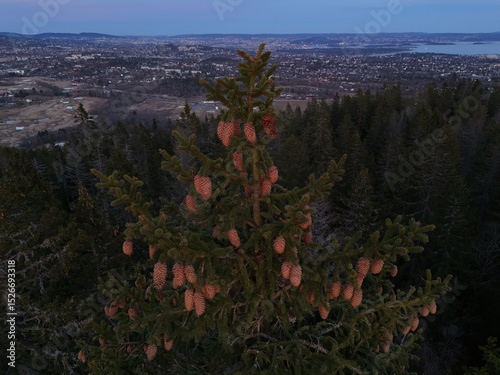 image of a tree in the woods