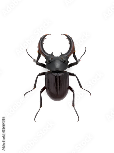 Giant stag beetle Cyclommatus epahus from Indonesia isolated on white. Lucanidae. Collection beetles. Entomology. Coleoptera.
