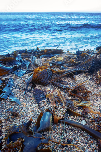 Algae floatsam in the supralithoral of Sea of Japan, sandy shell beach. Japan sea tangle (Laminaria japonica), Red blanket Rhodophyceae, Alaria esculenta, bladderwrack (Fucaceae). Russian Far East photo