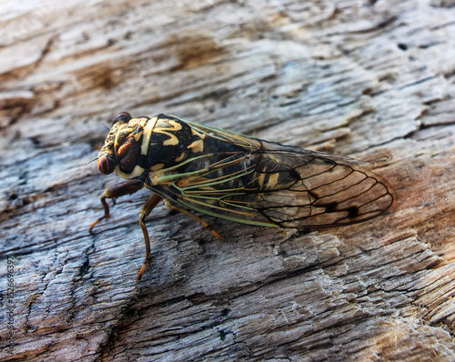 Mountain cicada (Cicadetta montana, male) (Cicadidae, Hemiptera) on slopes of seaside forest hills. Sakhalin, Far eastern population. Shrilling was venerated by ancient Greeks, but detested by Virgil