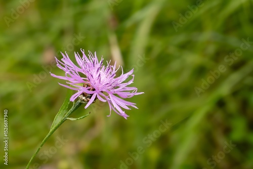 Purple spotted knapweed flower blooming in green meadow