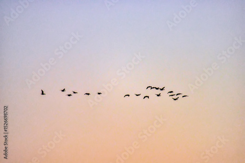 Flocks of migratory birds. Spring migration. Ducks and geese on the background of the dawn sky