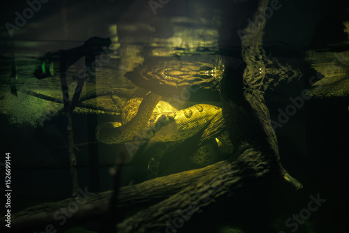 Obraz na płótnie Close-up of a green anaconda in a semi-aquatic exhibit, captured in low light to emphasize its stealth and adaptation to murky rainforest waters