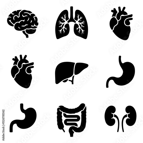 Black silhouettes of human body organs representing health and medical anatomy