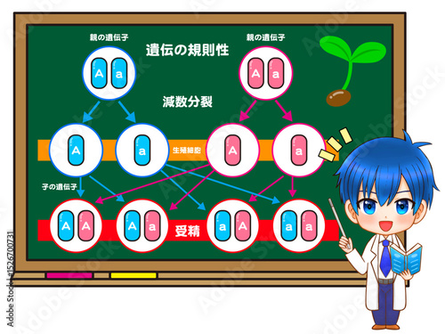 遺伝の規則性を説明する白衣のちびキャラのイラスト素材
