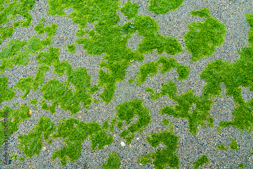 Background of algae. Green algae on the sand with shells