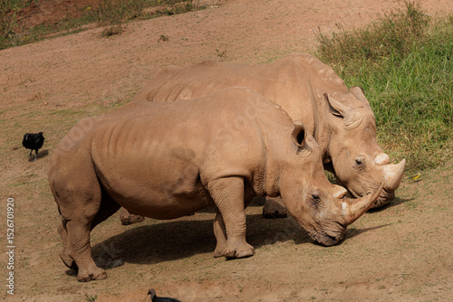 White rhinoceros (Ceratotherium simum) grazing on grass. Large herbivorous mammal native to Africa, recognized by its broad mouth and two prominent horns.