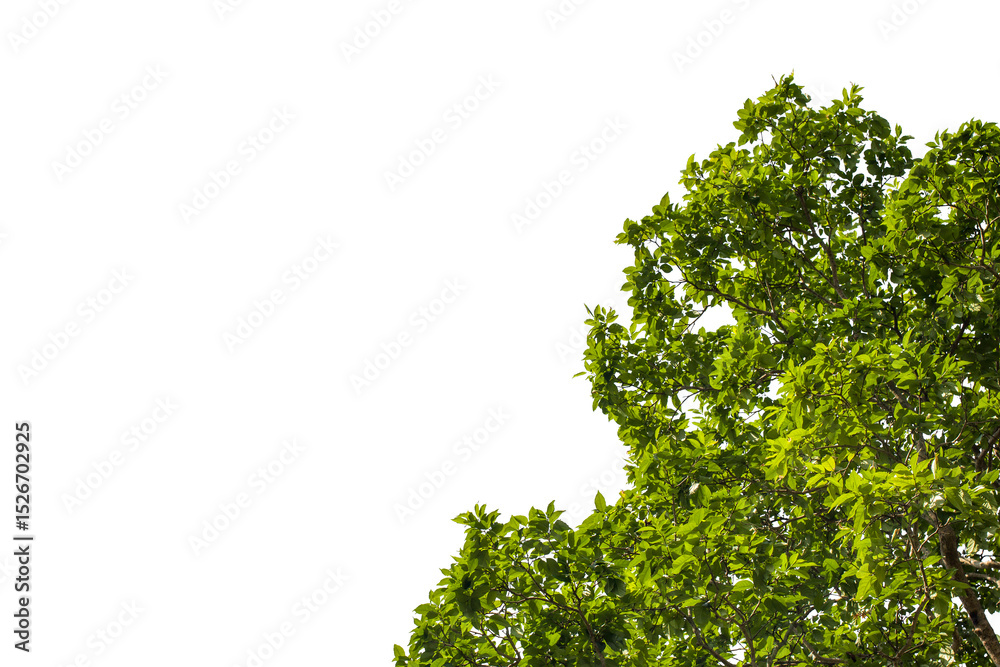 Fototapeta premium tropical leaves on white background