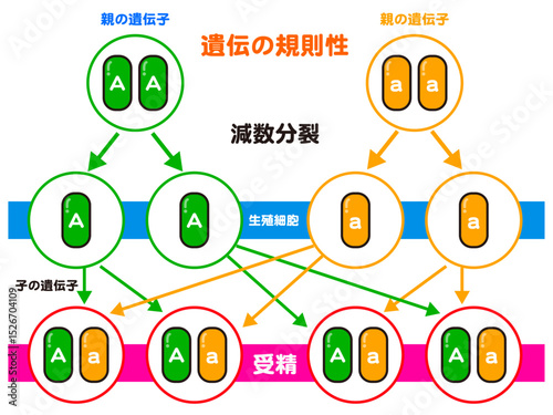 シンプルな遺伝の規則性の図解イラスト素材