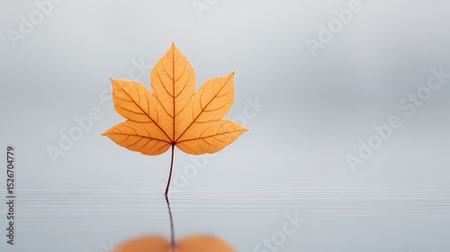 Autumn Leaf on Placid Water Surface of Vast Calm Pond
