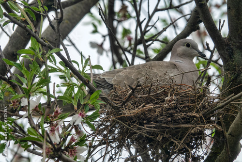 The collared turtle dove (Streptopelia decaocto) has built a nest and is incubating a clutch of eggs on turn green flowering almond tree