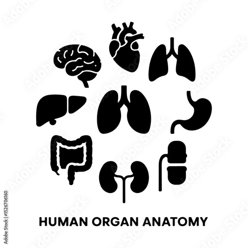 Simple black silhouette of human internal organs illustrating anatomy and health on white background