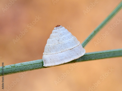 Trochoidea elegans is a species of European air-breathing land snail, a terrestrial pulmonate gastropod mollusk in the family Geomitridae