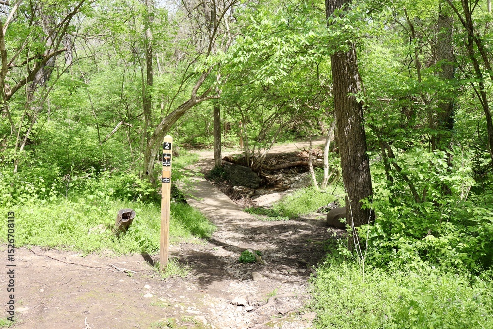 Fototapeta premium The hiking path in the woods on a sunny day.