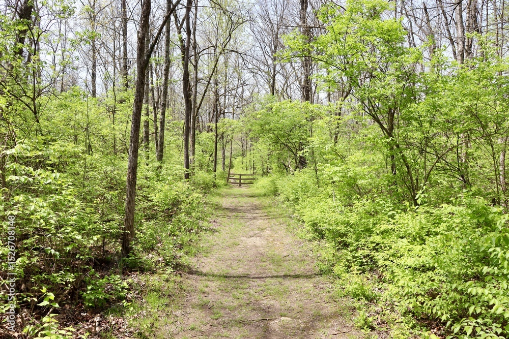 Obraz premium The empty hiking trail in the woods on a sunny day.