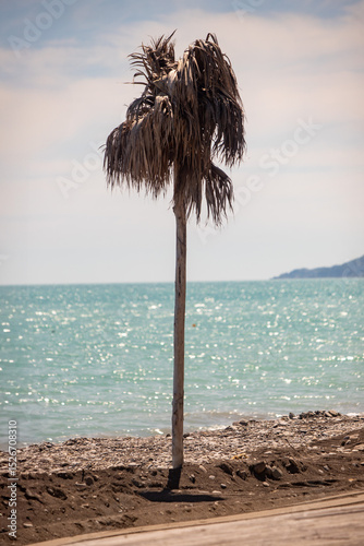 Fototapeta Naklejka Na Ścianę i Meble -  A tall palm tree stands alone on a beach
