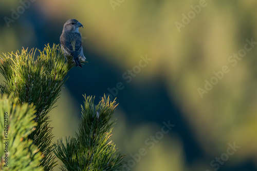 Red crossbill (Loxia curvirostra) perched on the tip of a mountain pine (Pinus uncinata) in a high-altitude forest