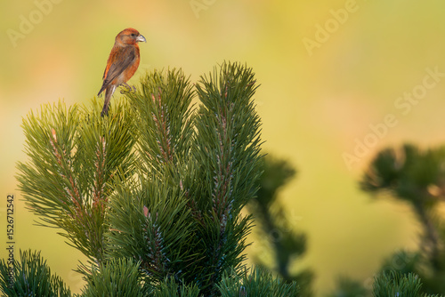 Red crossbill (Loxia curvirostra) perched on the tip of a mountain pine (Pinus uncinata) in a high-altitude forest