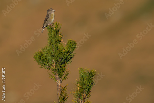 Red crossbill (Loxia curvirostra) perched on the tip of a mountain pine (Pinus uncinata) in a high-altitude forest