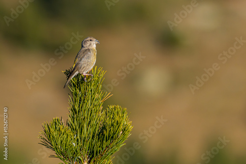 Red crossbill (Loxia curvirostra) perched on the tip of a mountain pine (Pinus uncinata) in a high-altitude forest