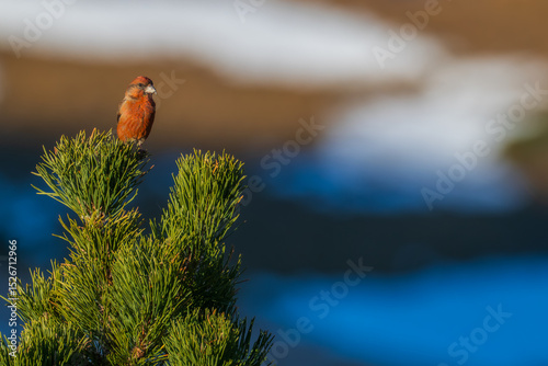Red crossbill (Loxia curvirostra) perched on the tip of a mountain pine (Pinus uncinata) in a high-altitude forest