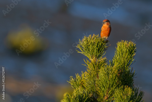 Red crossbill (Loxia curvirostra) perched on the tip of a mountain pine (Pinus uncinata) in a high-altitude forest