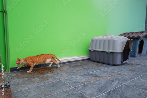 Cute orange cat sitting next to plastic pet houses against a bright green wall. Urban stray animal care concept