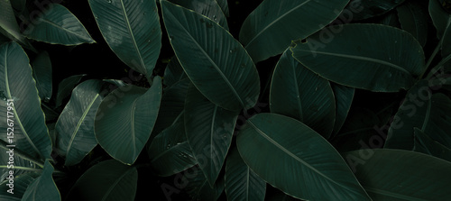 abstract green leaf texture, tropical leaf foliage nature dark green background
