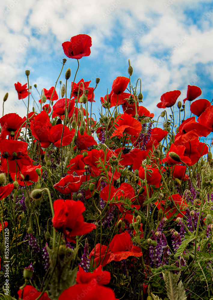 Obraz premium The poppy is blooming!